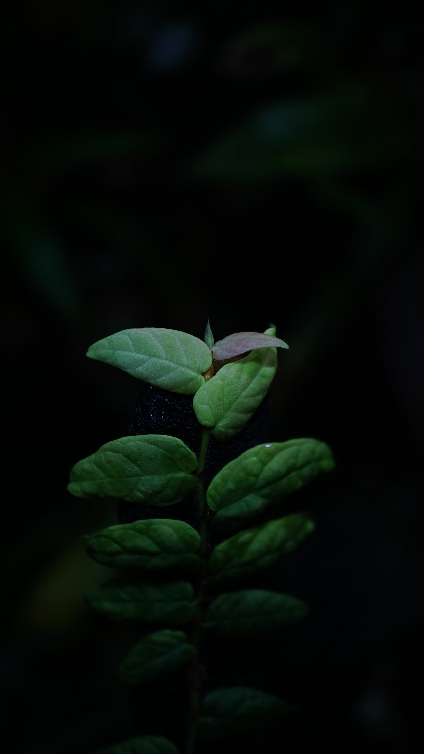 Piper sp