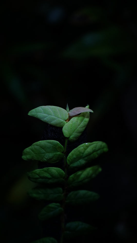 Piper sp rosa