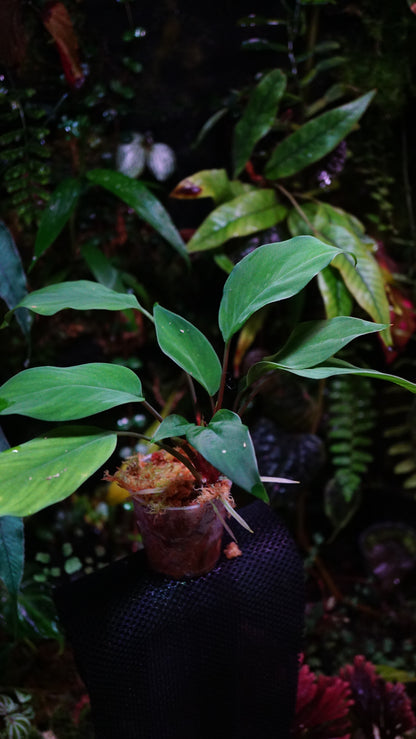 Homalomena Green