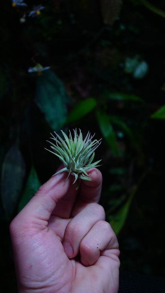 Tillandsia ionantha var rubra