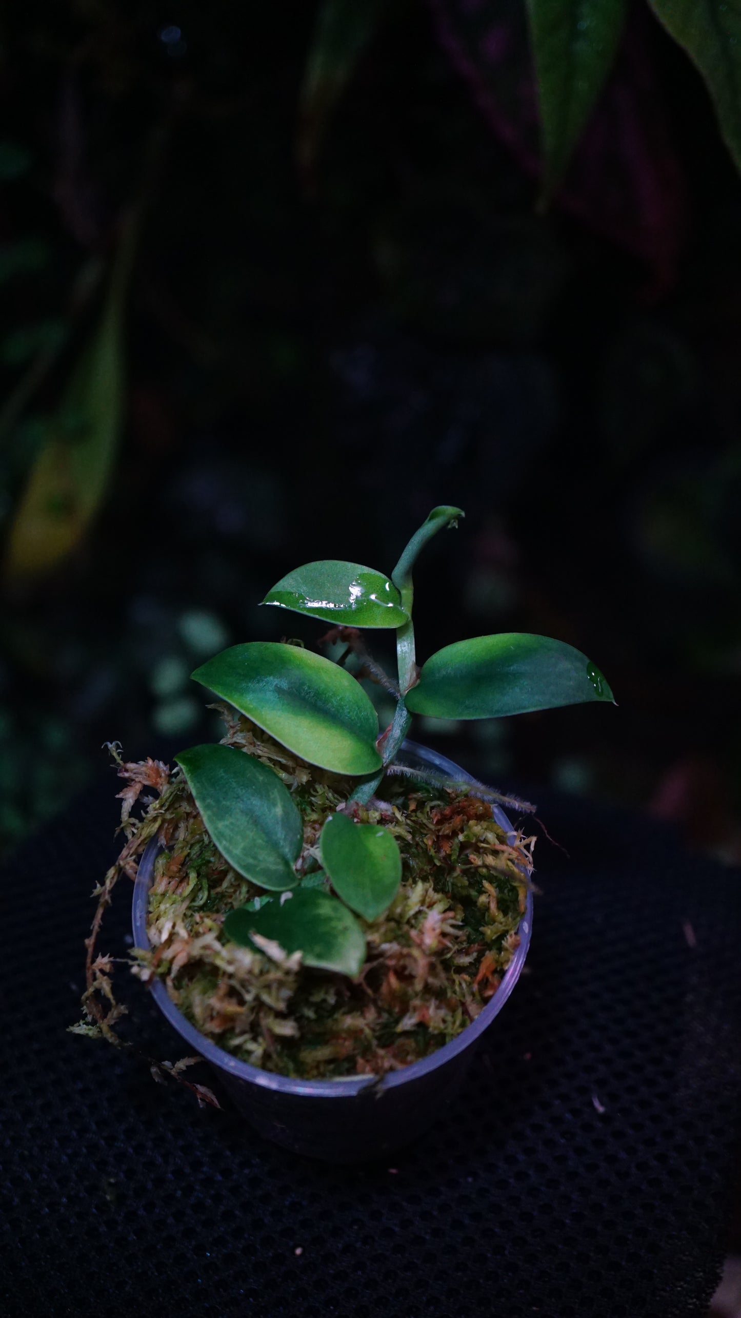 Piper sp