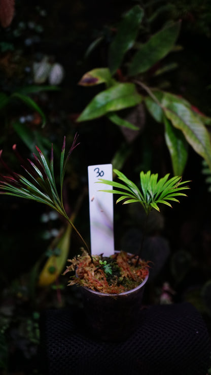 Fougère sp 30
