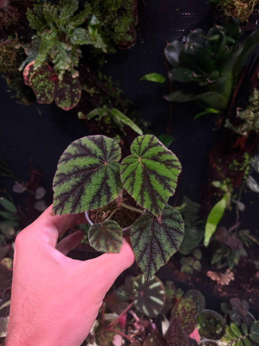 Begonia sp 2