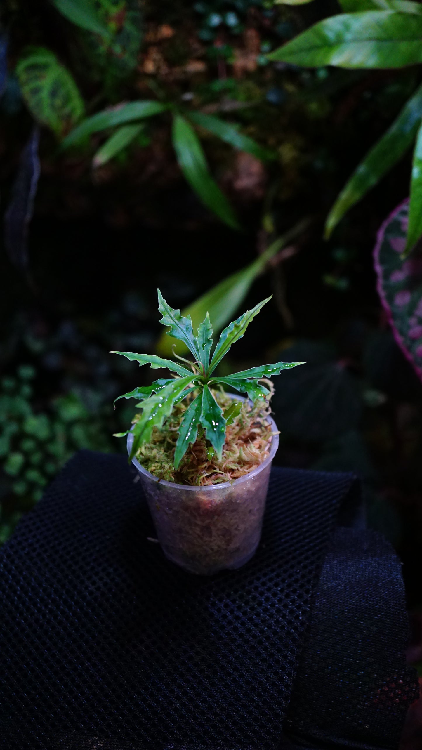 Labisia sp boyan