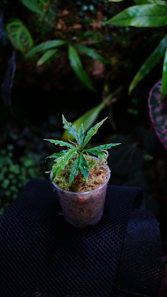 Labisia sp boyan
