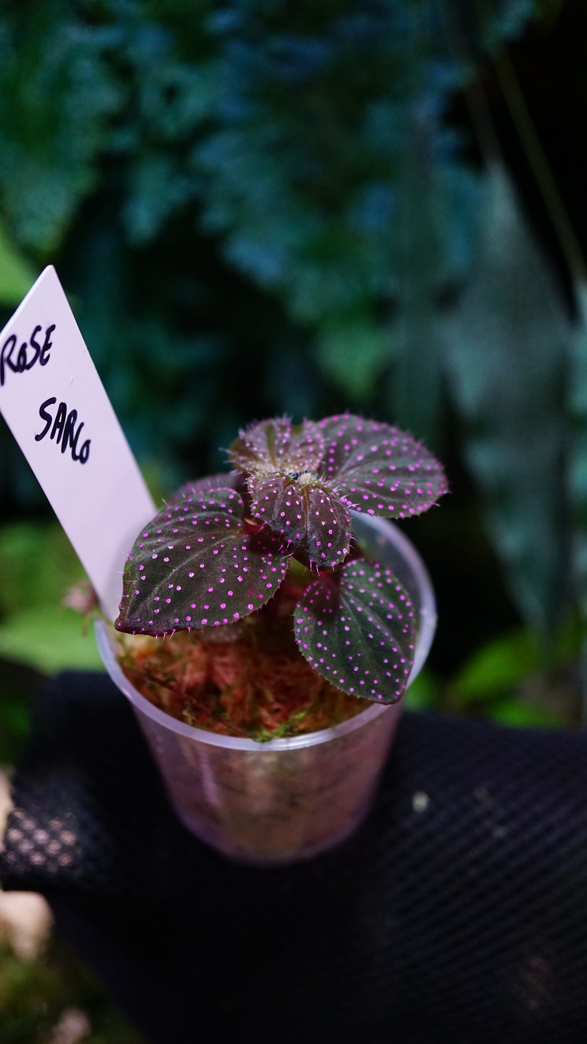 Sarcopyramis sp pink