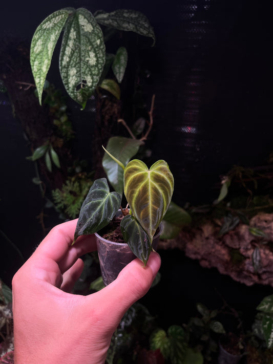 Philodendron verrucusum mini