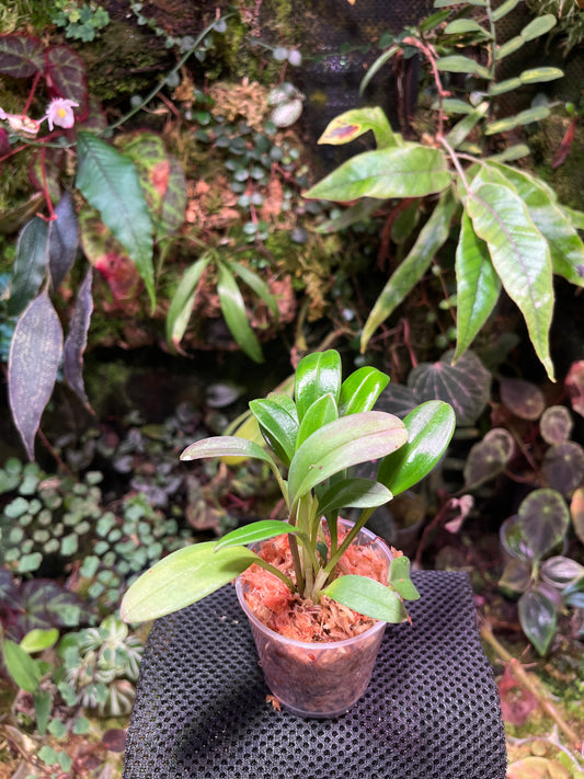 masdevallia polysticta