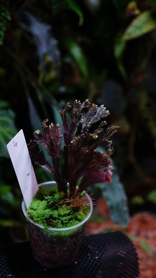 Selaginella intermedia sp purple N4