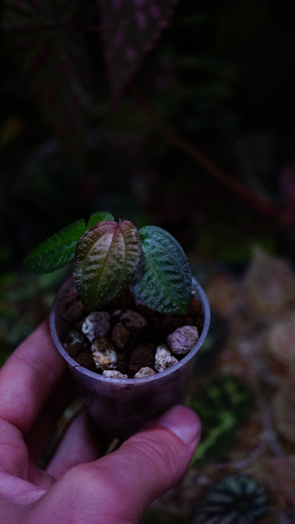 Phyllagathis rotundifolia