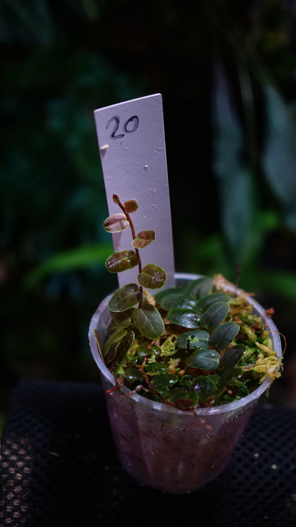 Marcgravia sp 20