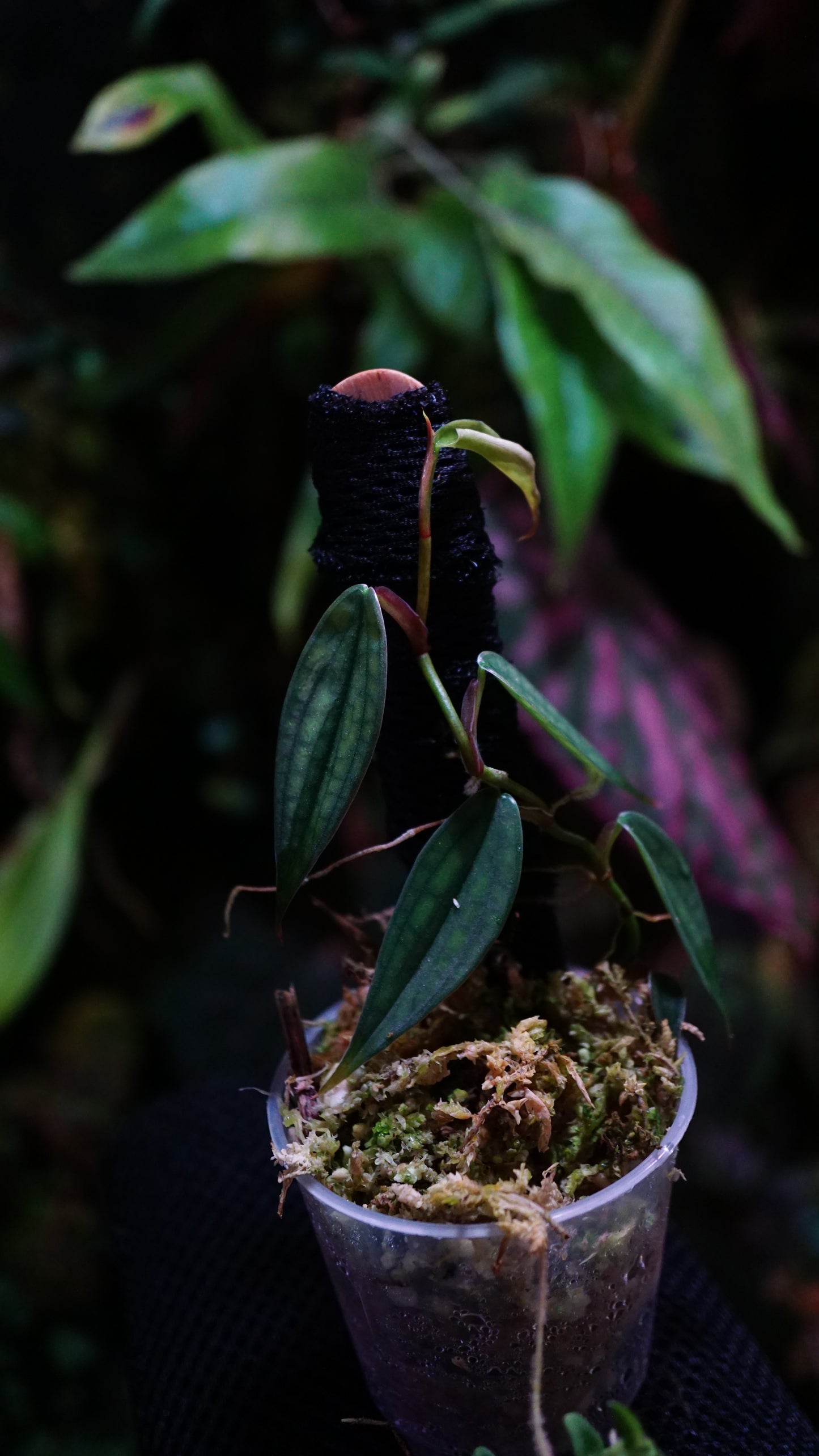 Philodendron burble Marx fantasy