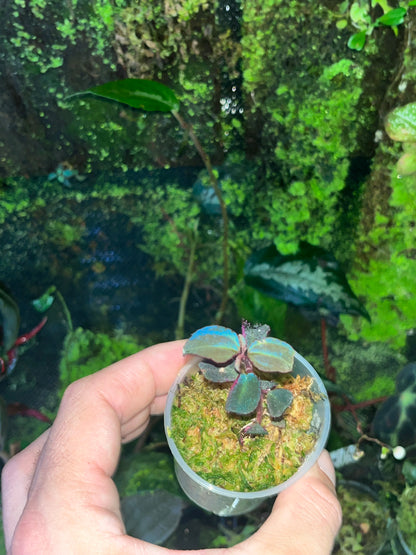 Sarcopyramis Sumatra (3-5cm)