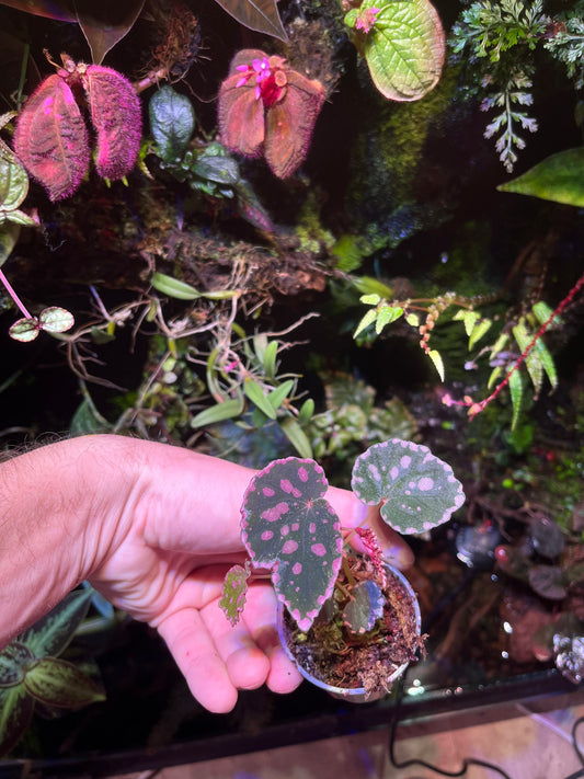 Begonia chlorosticta X negroensis
