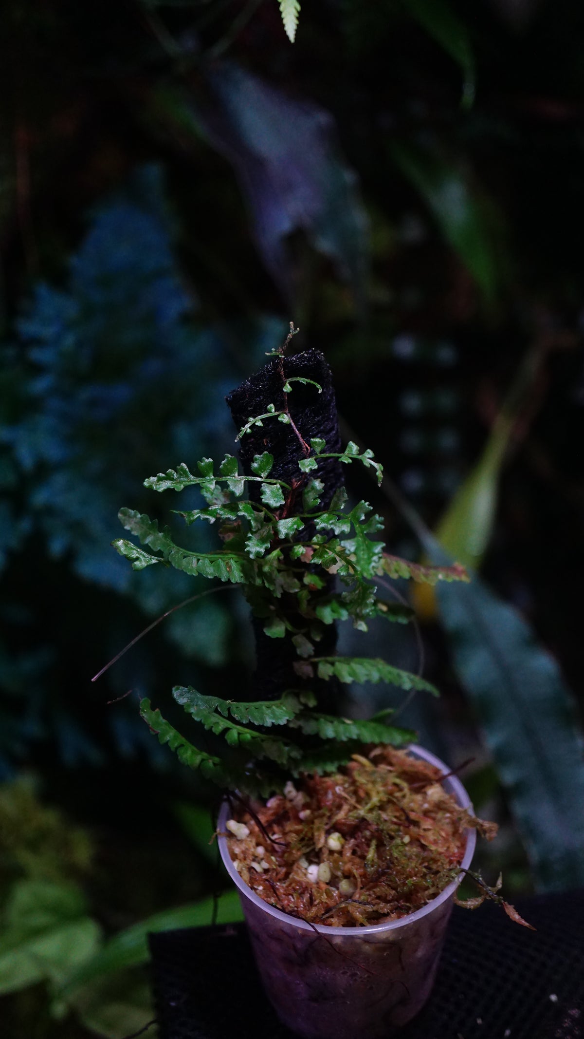 Teratophyllum sp aculeatum