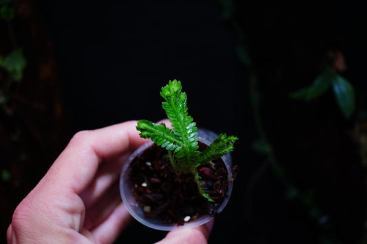 Selaginella big leaf ( brooksii)