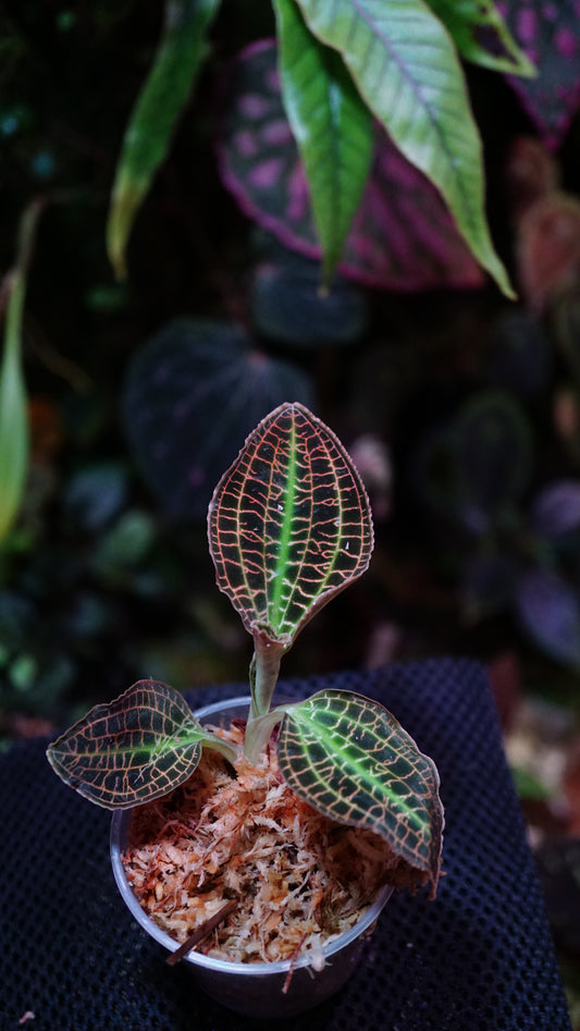 Macodes sanderiana papua