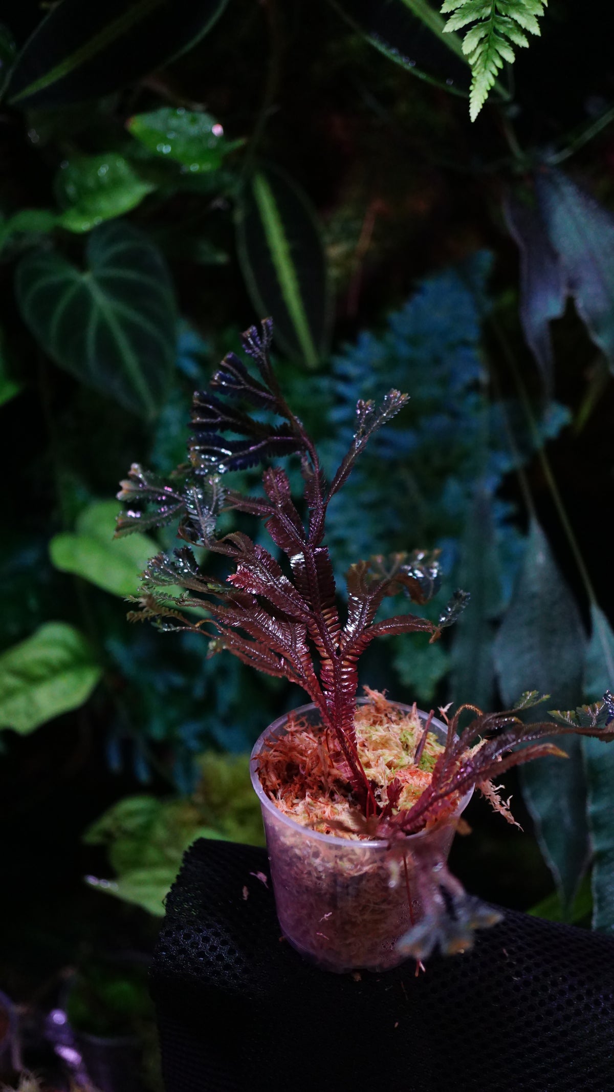 Selaginella sp ( dark species ) 1
