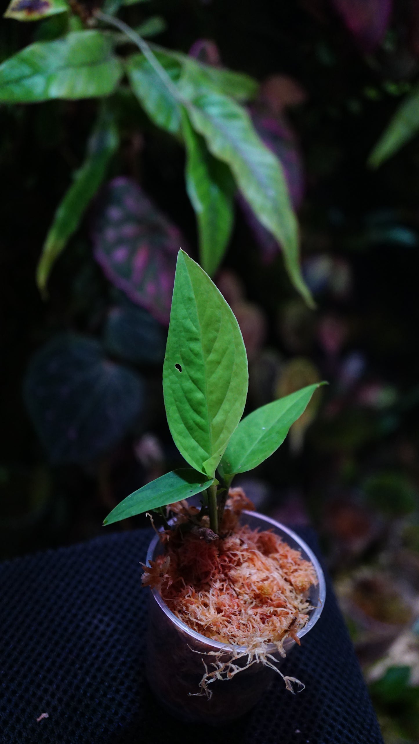 Anadendrum calcicola ( Green)