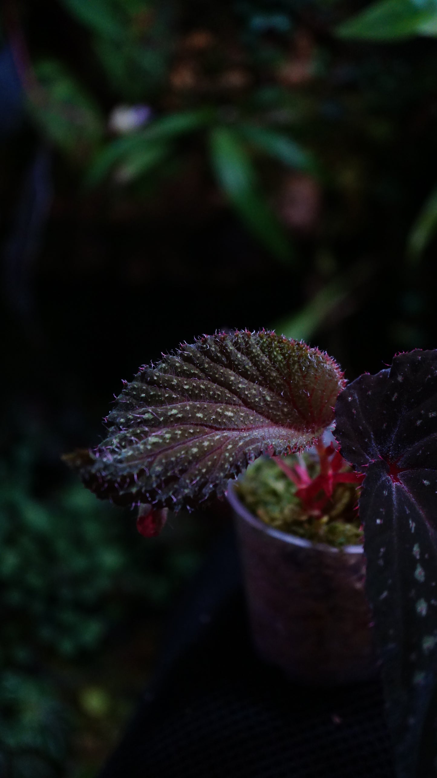 Bégonia sp
