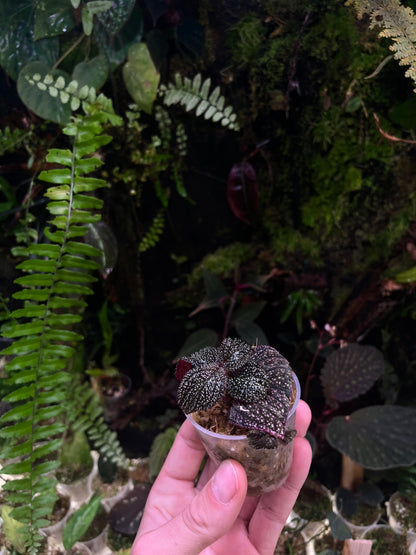 Sonerila phitsanulok