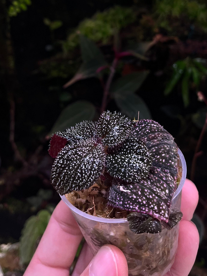 Sonerila phitsanulok