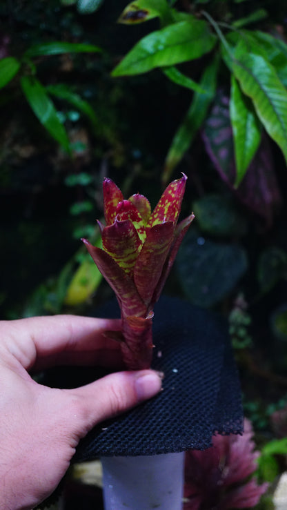 Neoregelia Wild fire