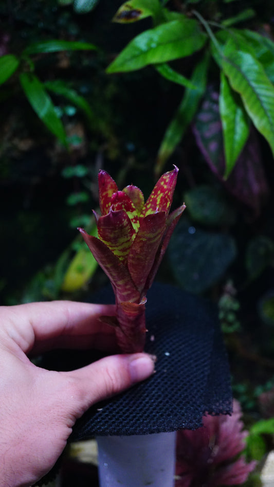 Neoregelia Wild fire
