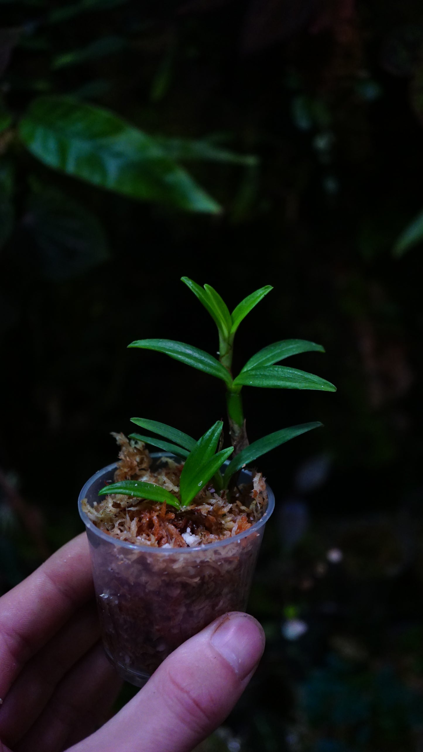 Mediocalcar umboiense