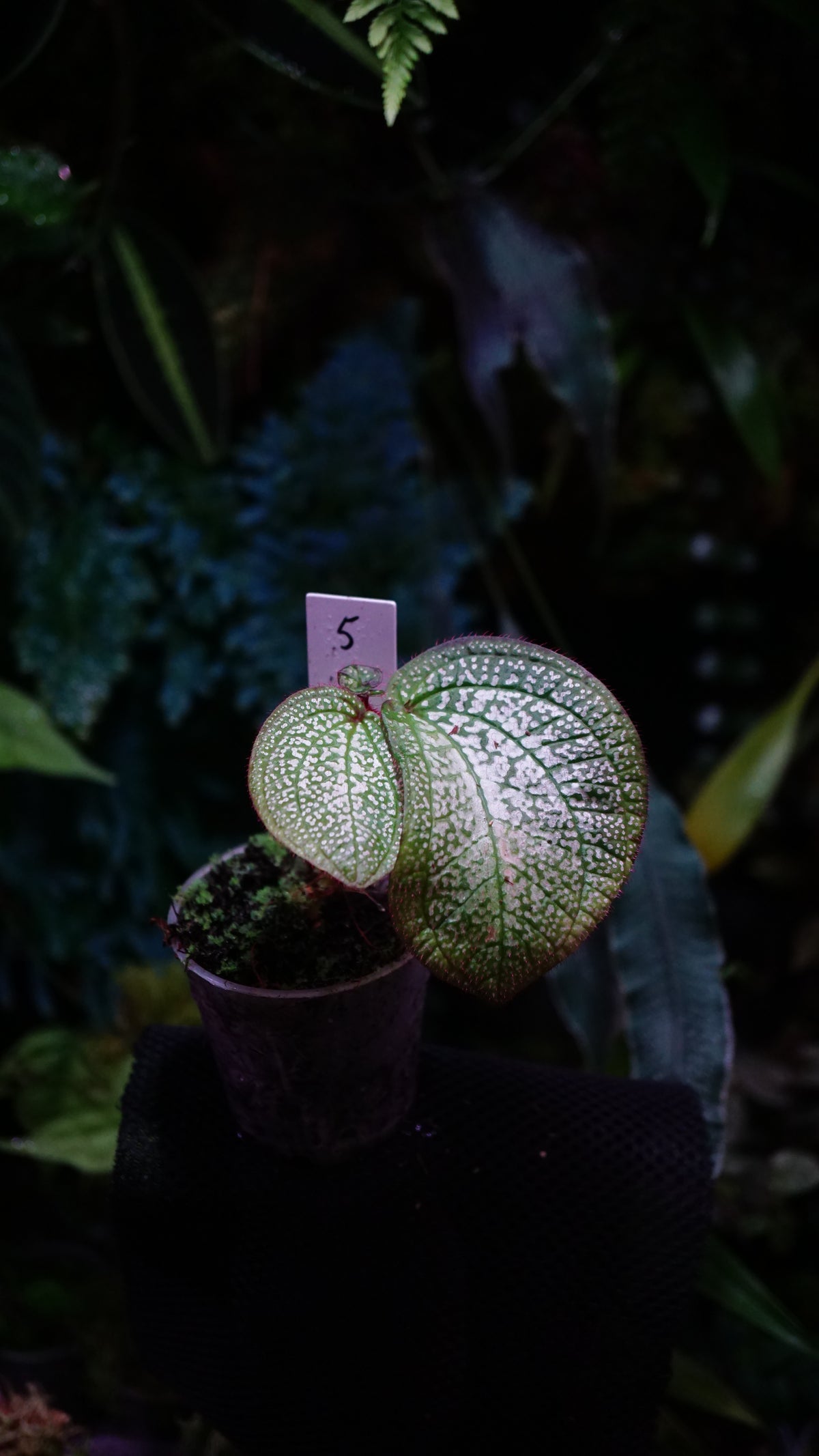 Sonerila ( eggshape) n5