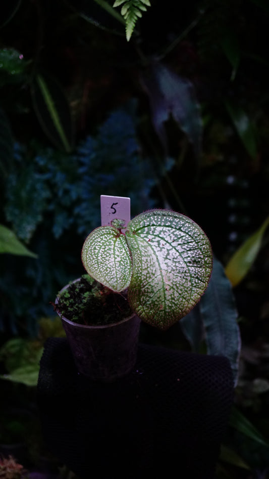 Sonerila ( eggshape) n5