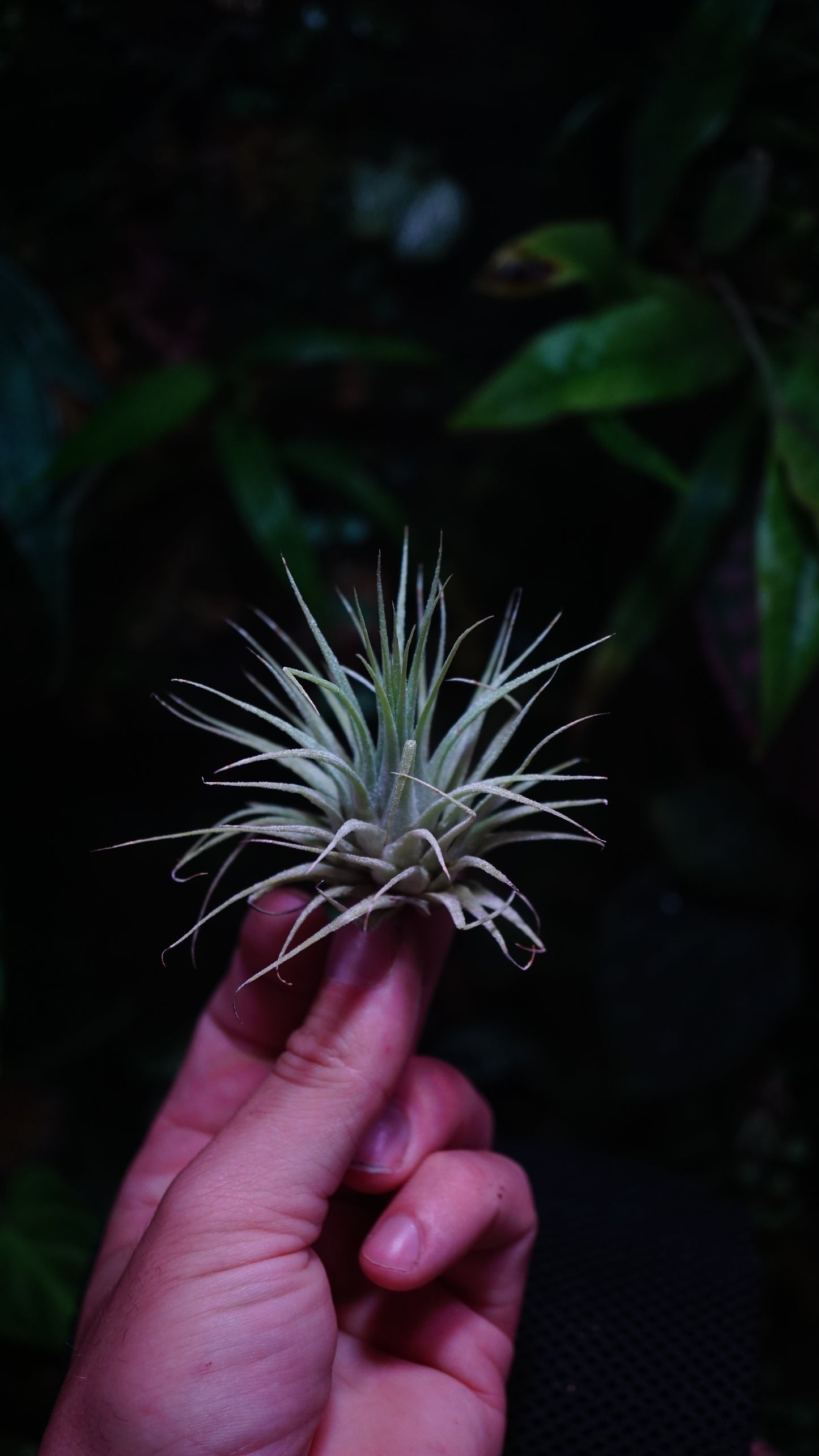 Tillandsia ionanthà var ionanatha