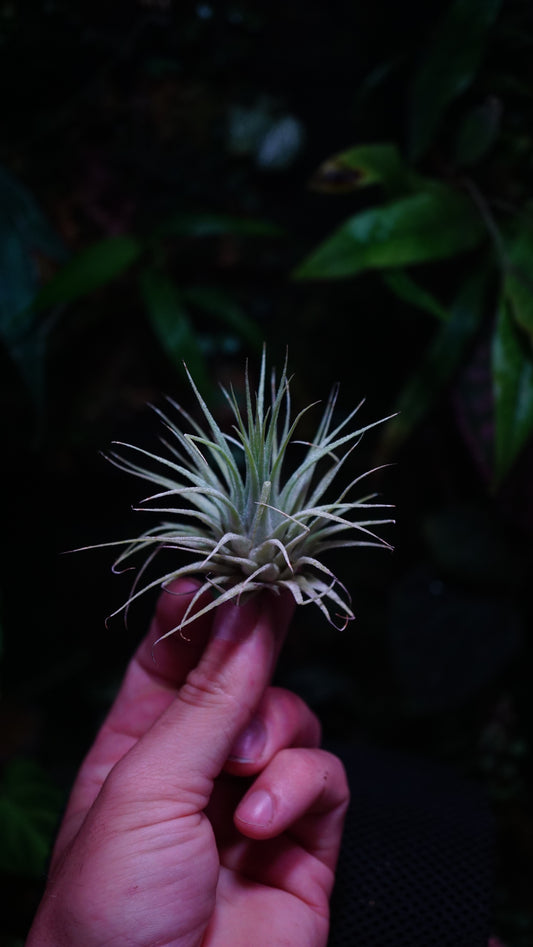Tillandsia ionanthà var ionanatha