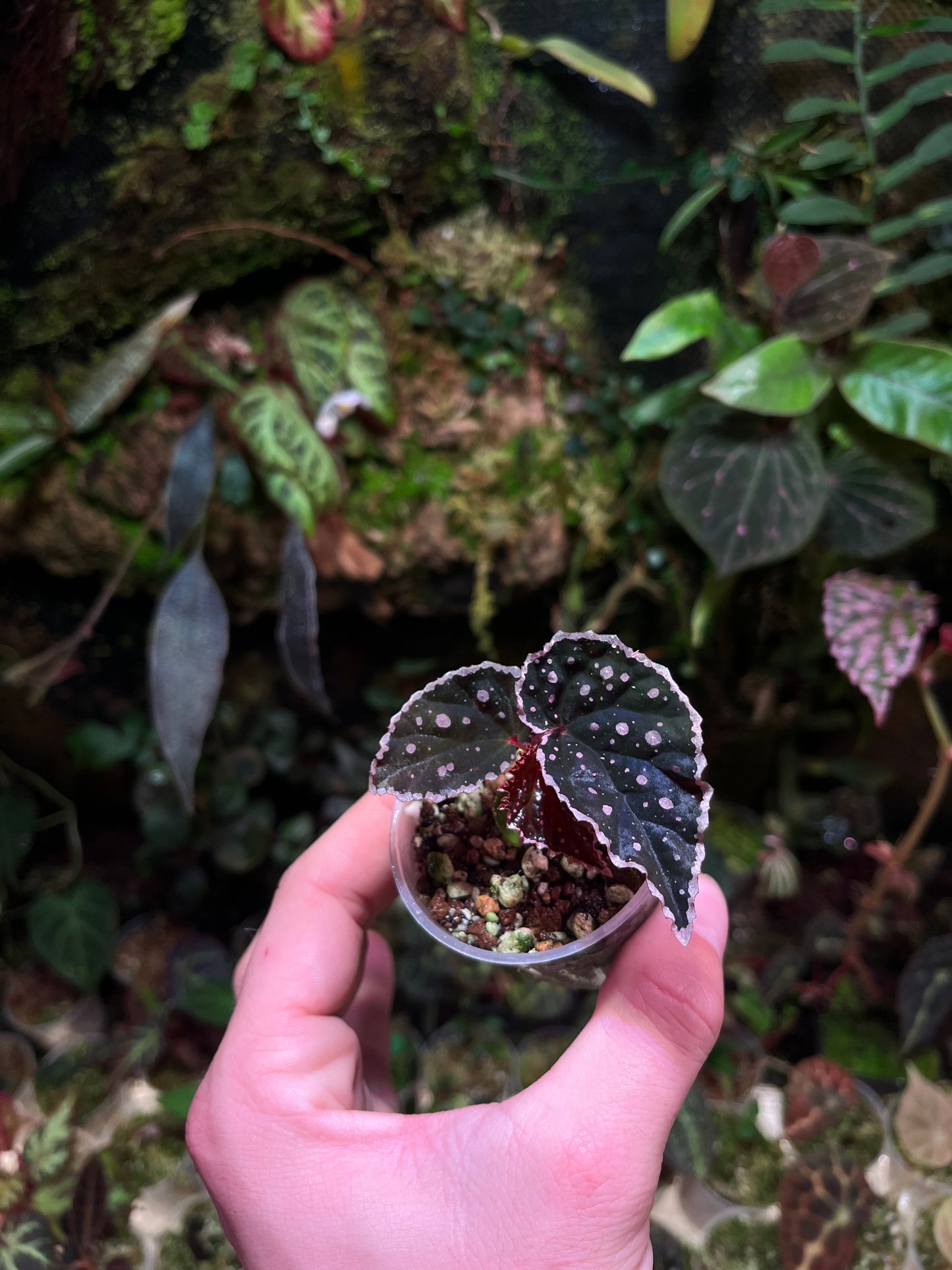 Bégonia darthvaderiana x tawau