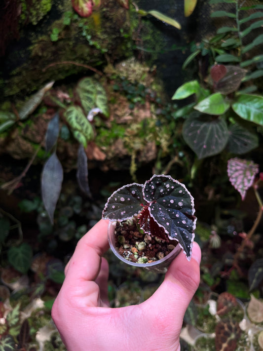 Bégonia darthvaderiana x tawau