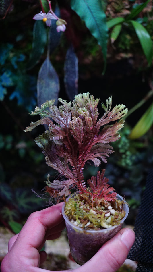 Selaginella-Hologramm