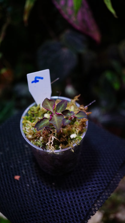 Sarcopyramis Sumatra n4