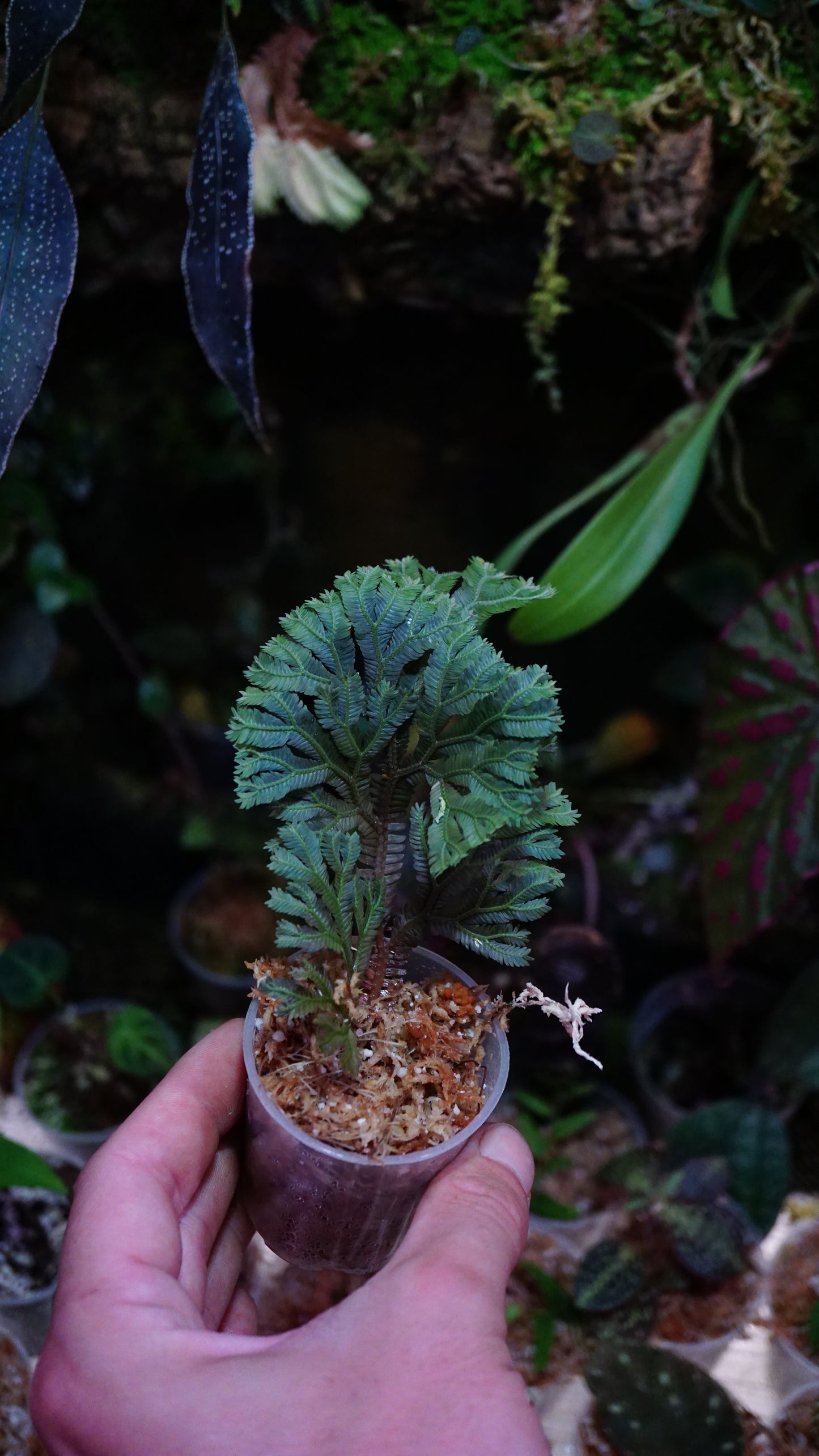 Selaginella intermédia