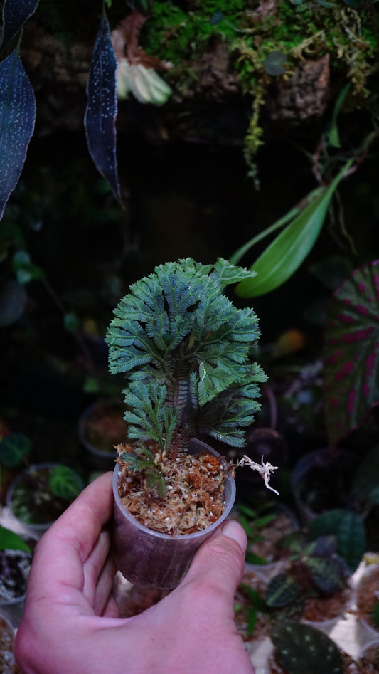 Selaginella intermédia