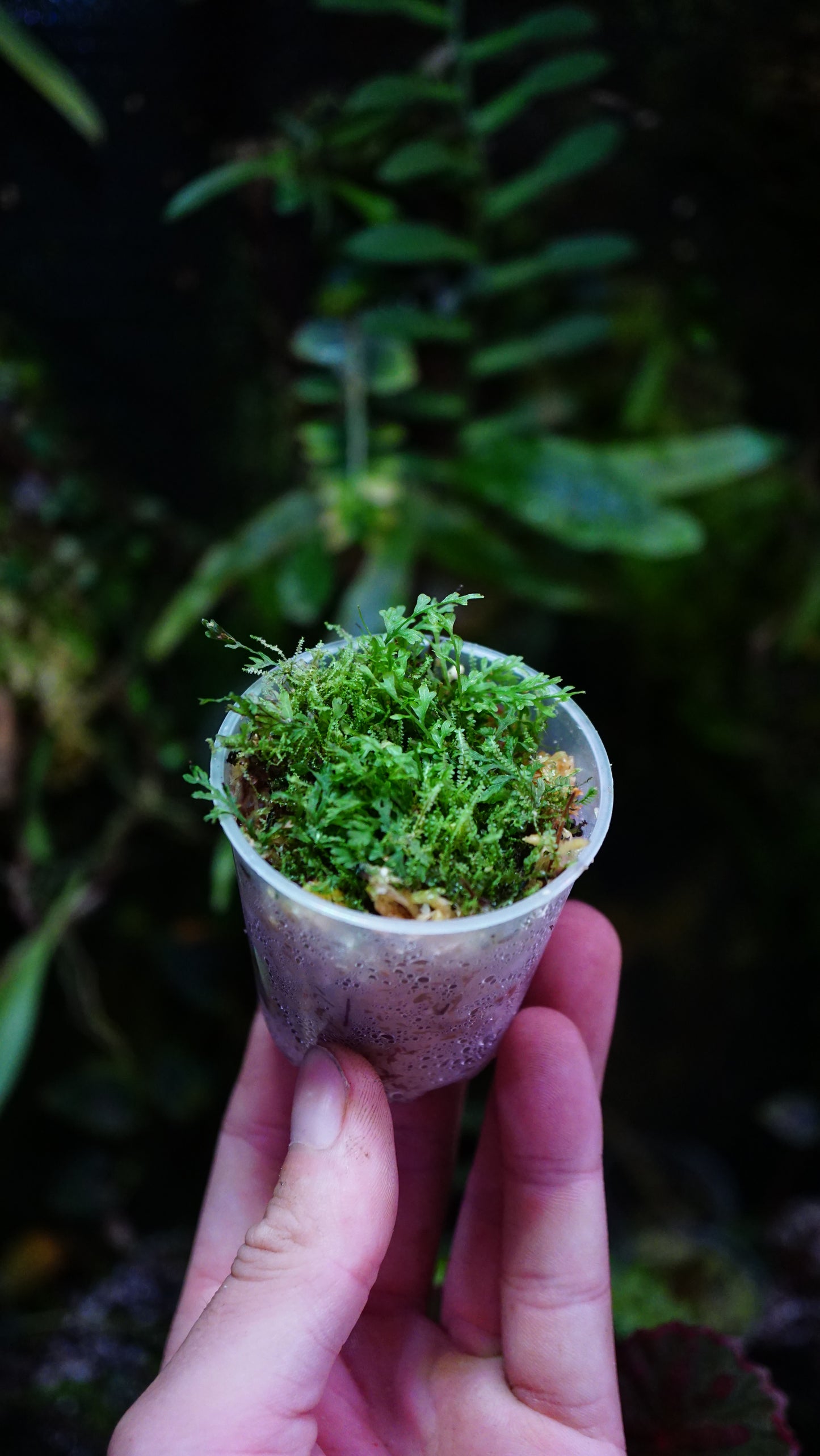 Hymenophyllum sp