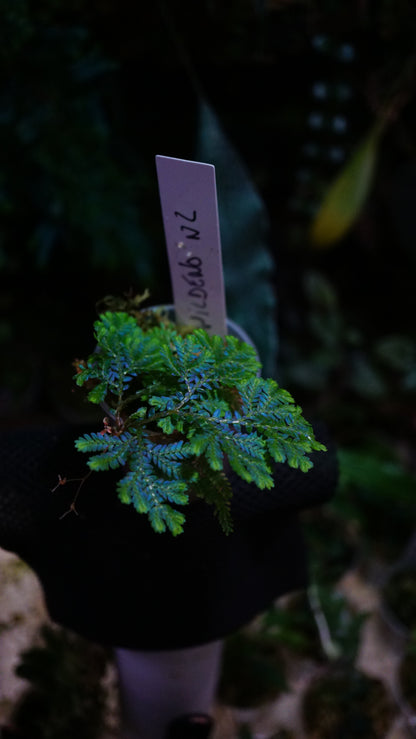 Selaginella wildenowii big small