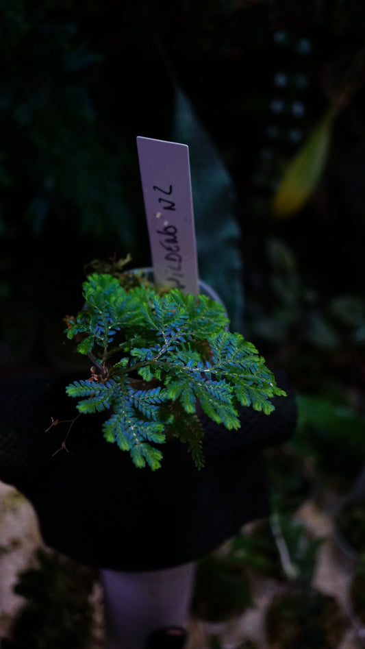 Selaginella wildenowii big small
