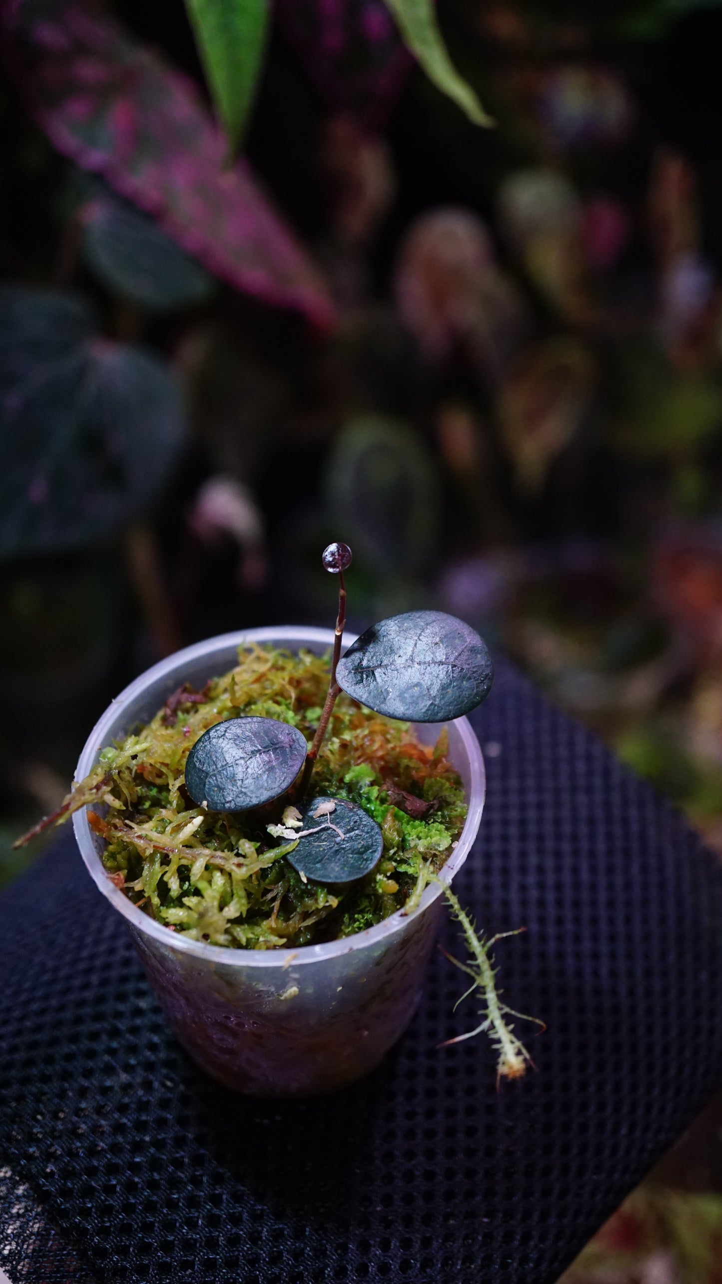 Ficus deltoïdes mini