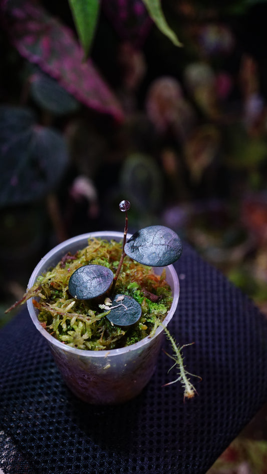 Ficus deltoïdes mini