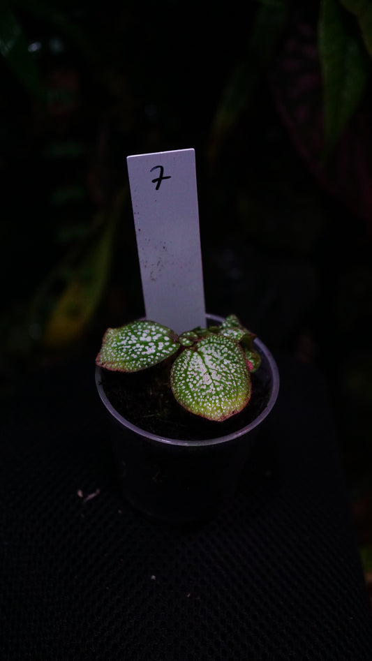 Sonerila ( eggshape) n7