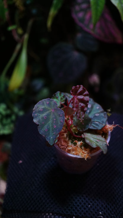 Bégonia amphioxus x sarawak