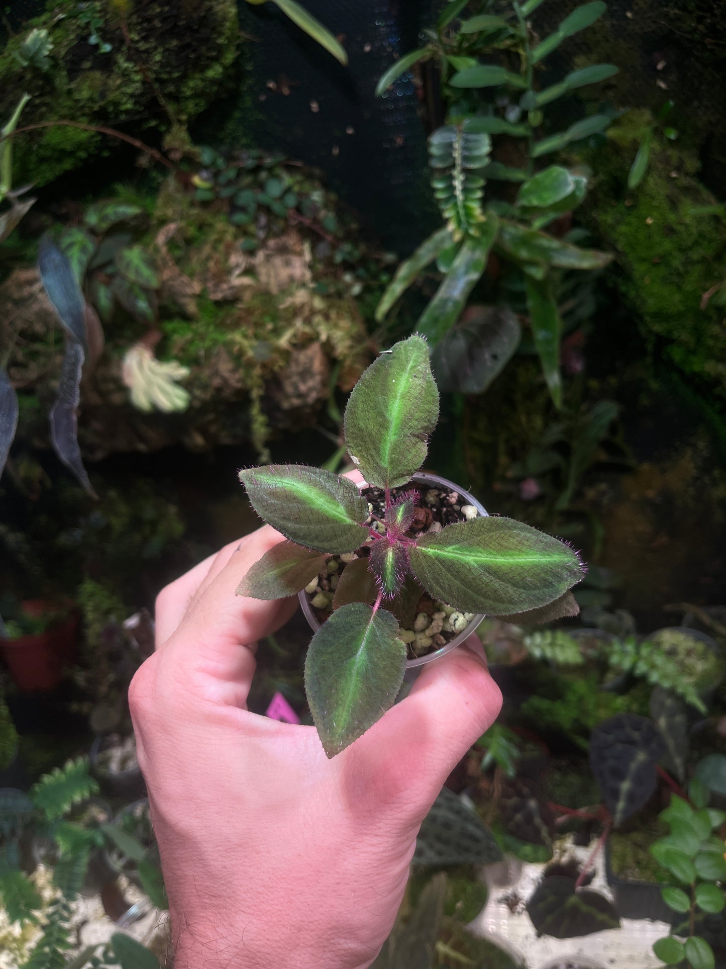 Sonerila sp fluo stripes