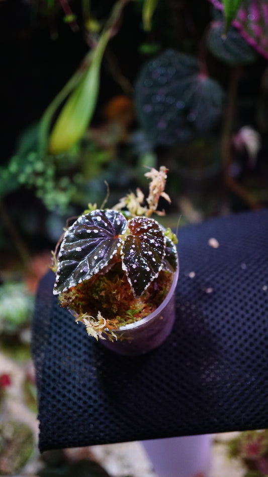 Bégonia darthvaderiana x tawau