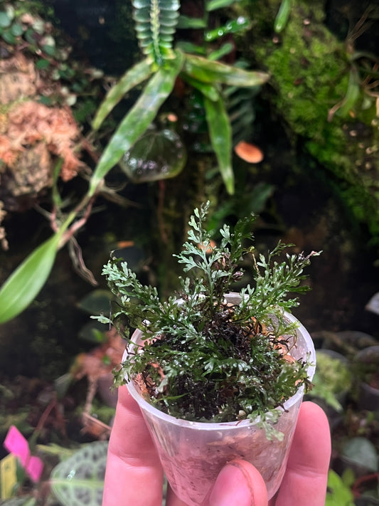 Hymenophyllum sp