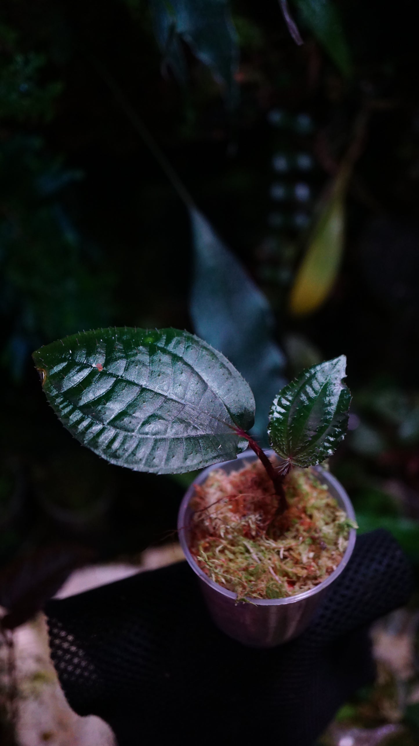 Phyllagathis rotundifolia